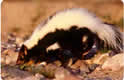 Getting Rid of Skunk Problems & Skunk Behavior Thumbnail